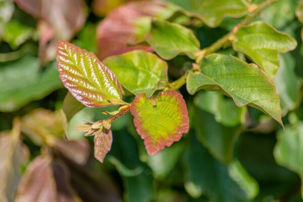 Parrotia persica 'Vanessa' buske