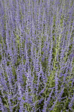 Rysk blåsalvia Perovskia atriplicifolia buske Perovskia atriplicifolia