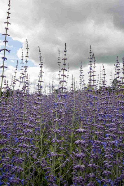 Perovskia atriplicifolia buske