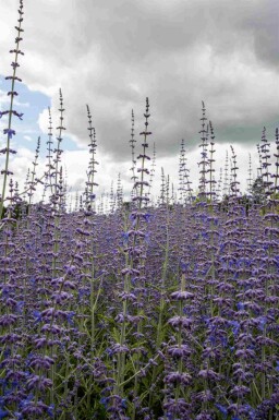 Rysk blåsalvia Perovskia atriplicifolia buske Perovskia atriplicifolia
