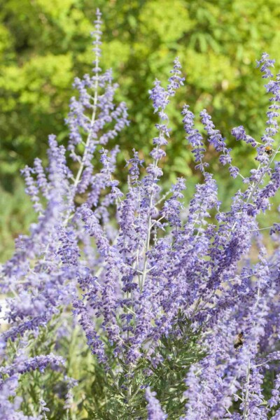 Perovskia atriplicifolia 'Little Spire' buske