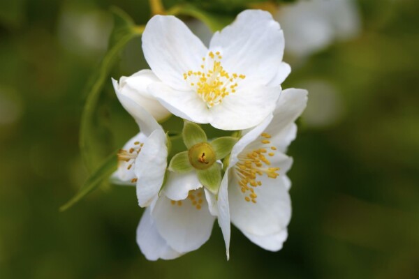 Philadelphus coronarius buske