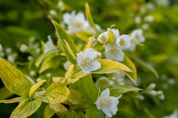 Philadelphus coronarius 'Aureus' buske