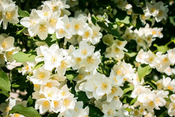 Philadelphus 'Lemoinei' buske
