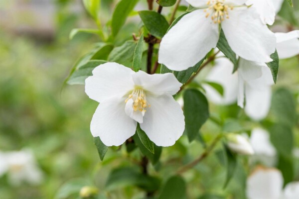 Philadelphus 'Manteau d'Hermine' buske