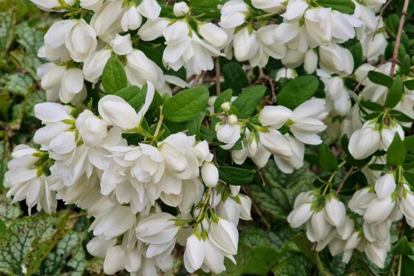Philadelphus 'Snowbelle' buske