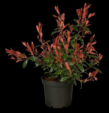 Glansmispel Photinia fraseri 'Carré Rouge' buske Photinia fraseri 'Carré Rouge' buske
