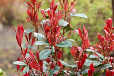Glansmispel Photinia fraseri 'Carré Rouge' buske Photinia fraseri 'Carré Rouge' buske