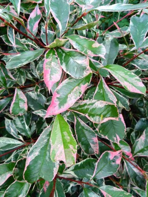 Glansmispel Photinia fraseri 'Pink Marble' buske Photinia fraseri 'Pink Marble' buske