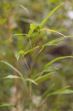 Gulrandig bambu Phyllostachys aureosulcata 'Spectabilis' buske Phyllostachys aureosulcata 'Spectabilis'