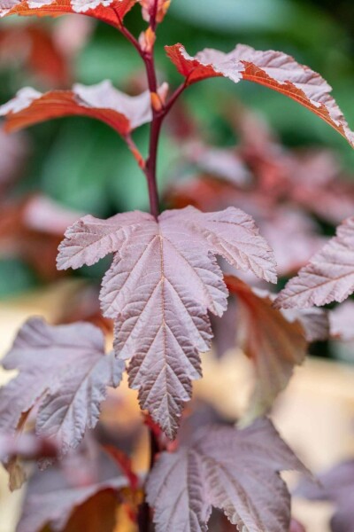Physocarpus opulifolius 'Little Angel' buske