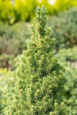 Picea glauca 'Conica'