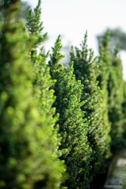 Dvärggran Picea glauca 'Conica' buske Picea glauca 'Conica' buske