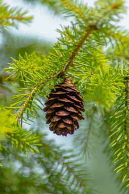Serbgran Picea omorika buske Picea omorika buske