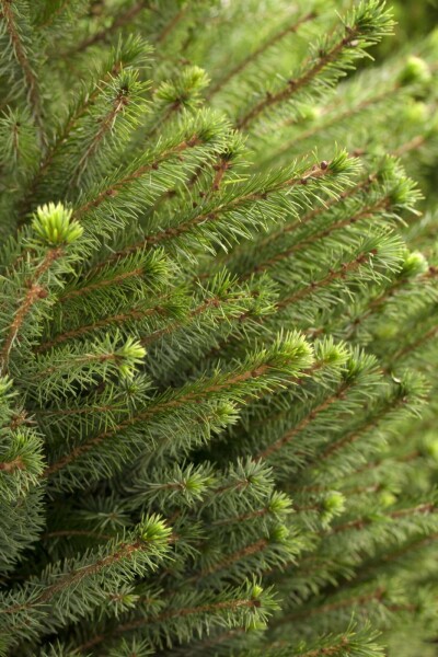Picea omorika buske
