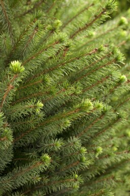 Serbgran Picea omorika buske Picea omorika buske