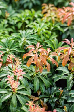 Japansk buskrosling Pieris japonica 'Bonfire' buske Pieris japonica 'Bonfire' buske