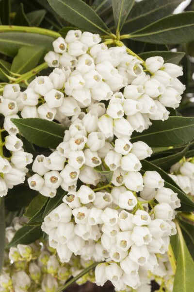 Pieris japonica 'Debutante' buske