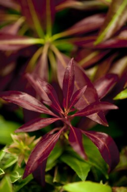Japansk buskrosling Pieris japonica 'Katsura' buske Pieris japonica 'Katsura' buske