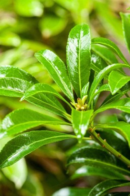 Japansk buskrosling Pieris japonica 'Passion' buske Pieris japonica 'Passion' buske