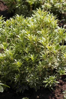 Japansk buskrosling Pieris japonica 'Variegata' buske Pieris japonica 'Variegata' buske