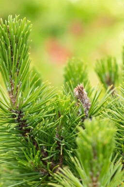 Bergtall Pinus mugo 'Mops' buske Pinus mugo 'Mops' buske