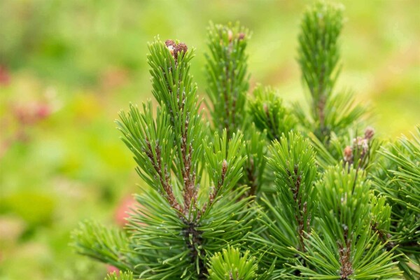 Pinus mugo 'Mops' buske