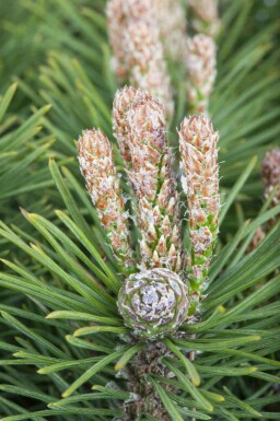Pinus mugo 'Mops'