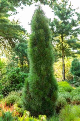 Svarttall Pinus nigra 'Green Tower' buske Pinus nigra 'Green Tower' buske