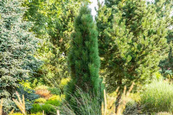 Pinus nigra 'Green Tower' buske