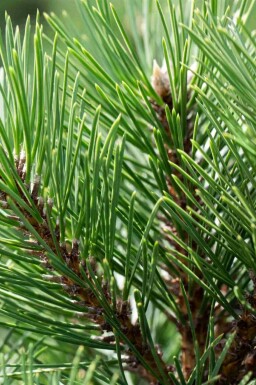 Svarttall Pinus nigra 'Nana' buske Pinus nigra 'Nana' buske