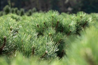 Svarttall Pinus nigra 'Nana' buske Pinus nigra 'Nana' buske