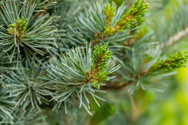Pinus parviflora 'Negishi' buske