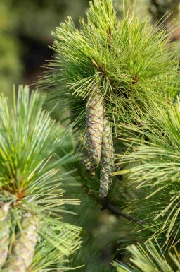 Makedoniskt tall Pinus peuce buske Pinus peuce buske
