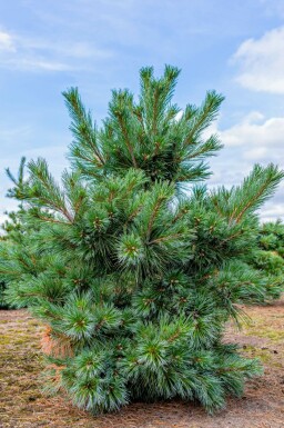 DvÀrgtall Pinus sylvestris 'Watereri' buske Pinus sylvestris 'Watereri' buske
