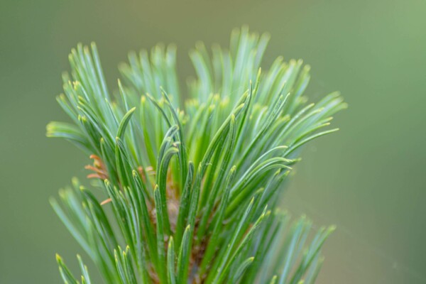 Pinus sylvestris 'Watereri' buske