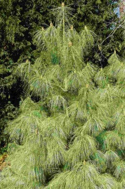 Himalayatall Pinus wallichiana buske Pinus wallichiana buske