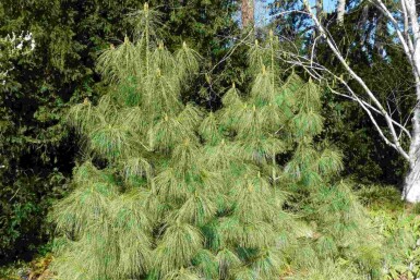 Himalayatall Pinus wallichiana buske Pinus wallichiana buske