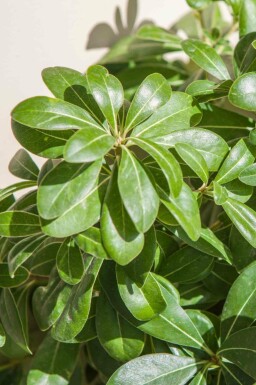 Dvärgpittosporum Pittosporum tobira 'Nanum' buske Pittosporum tobira 'Nanum' buske