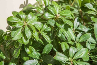 Dvärgpittosporum Pittosporum tobira 'Nanum' buske Pittosporum tobira 'Nanum' buske