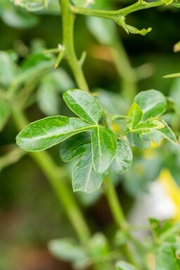 Japansk bitterapelsin Poncirus trifoliata buske Poncirus trifoliata buske