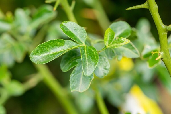 Poncirus trifoliata buske