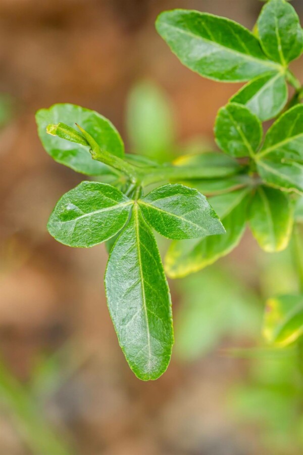 Japansk bitterapelsin Poncirus trifoliata buske Poncirus trifoliata buske