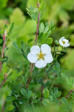 Tokbuske Potentilla fruticosa 'Abbotswood' buske Potentilla fruticosa 'Abbotswood' buske