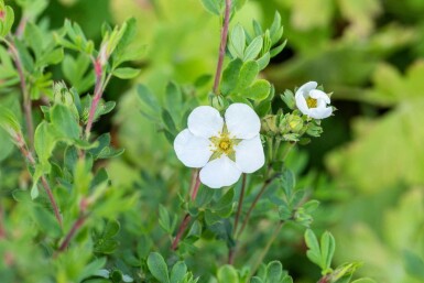 Tokbuske Potentilla fruticosa 'Abbotswood' buske Potentilla fruticosa 'Abbotswood' buske