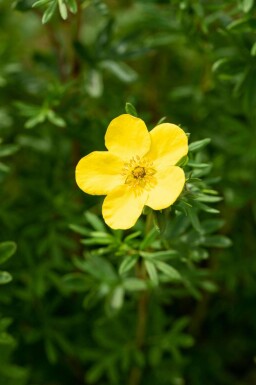 Ölandstok Potentilla fruticosa 'Goldfinger' buske Potentilla fruticosa 'Goldfinger' buske