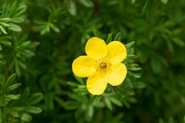 Potentilla fruticosa 'Goldfinger' buske
