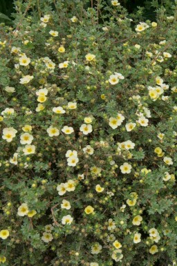 Buskpotentilla Potentilla fruticosa 'Limelight' buske Potentilla fruticosa 'Limelight' buske