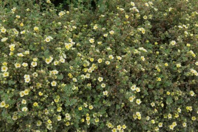 Buskpotentilla Potentilla fruticosa 'Limelight' buske Potentilla fruticosa 'Limelight' buske