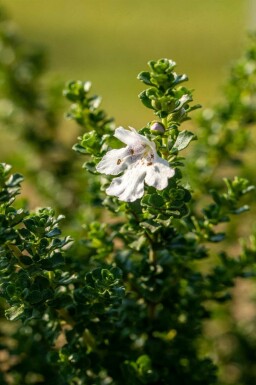 Snömynta Prostanthera cuneata buske Prostanthera cuneata buske